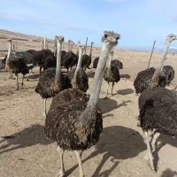 گوشت شترمرغ