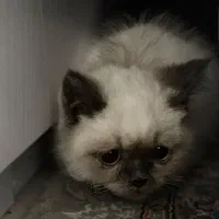 گربه بریتیش ماده