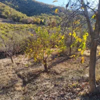 فروش  یک قطعه زمین کشاورزی به متراژ 800متر