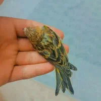 سهره گلبسر جوجه نر|پرنده|اردکان, |دیوار