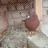 کبوتر2عدد|پرنده|نیشابور, ریوند|دیوار