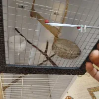 قفس چوبی دست ساز مناسب برای مرغ عشق و فنچ و قناری|لوازم جانبی حیوانات|سیرجان, |دیوار