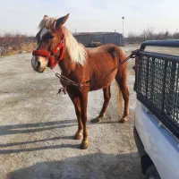 مادیون|اسب و تجهیزات اسب‌سواری|صباشهر, |دیوار