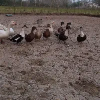 فروش قوغاز،نمیچه اسرائیلی و محلی و اردک بالغ|حیوانات مزرعه|لولمان, |دیوار