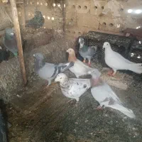 36عدد زنبور  به شرط پرش