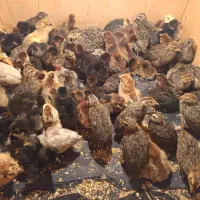 فروش جوجه مرغ یک روز و جوجه بلدرچین دوهفته ای|حیوانات مزرعه|پره‌سر, |دیوار