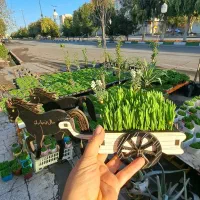 سبزه نارنج وگندم