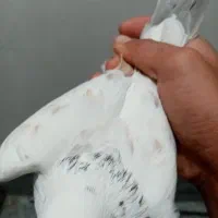 کفتر|پرنده|سبزوار, زینبیه|دیوار