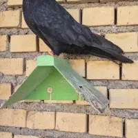 زاغ آبادانی عروسک|پرنده|آبادان, |دیوار