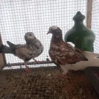 یک جفت جوجه تهرونی|پرنده|اصفهان, فردوان|دیوار