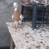 حیون طوقی نر پرشی|پرنده|مشهد, شهید علی محمدی|دیوار