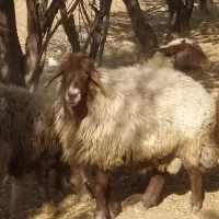 قوچ افشار|حیوانات مزرعه|خانمیرزا, |دیوار