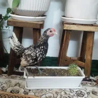 خروس سیبرات جوان