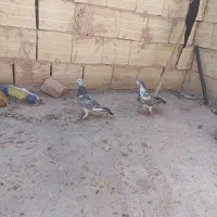 کبوتر