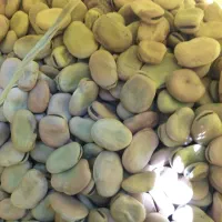 باقله خشک درجه یک|خوردنی و آشامیدنی|گوآور, |دیوار