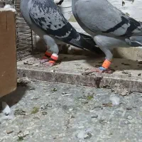 یه گل پرنده زنبوری|پرنده|شال, |دیوار