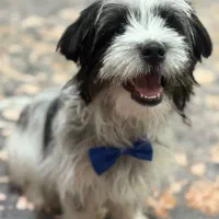 پانسیون  خانه بازی و نگهداری سگ