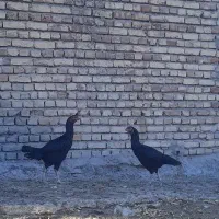 مرغ‌وخروس‌لاری|حیوانات مزرعه|نیر (اردبیل), |دیوار