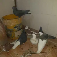 دوازده عدد کبوتر تهرانی،خال،رنگی|پرنده|ایلام, |دیوار