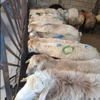 گوسفند زنده