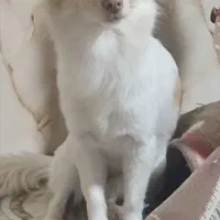 سگ پامراشپیز