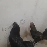 خروس محلی قلدور