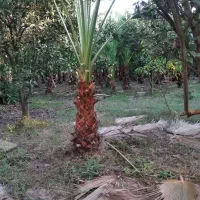 فزوش درختچه پالم|گل و گیاه طبیعی|آمل, |دیوار