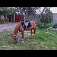 ۲ راس اسب یک مادیان ترکمن یک نریان هلشتاین|اسب و تجهیزات اسبسواری|ساری, |دیوار