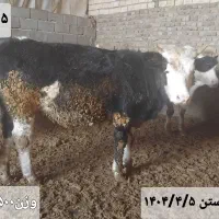 ۶عدد تلیسه|حیوانات مزرعه|زاغه, |دیوار