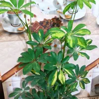 گل و گیاه طبیعی زیبا و سرحال|گل و گیاه طبیعی|زابل, |دیوار