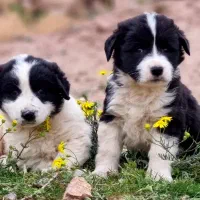 واگذاری سگ توله قدرجونی قدریجونی اصیل نگهبان