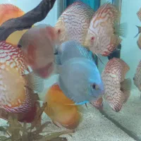 8عدد دیسکس نژادهای مختلف