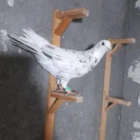 کفتر صید رنگه و آلمانی