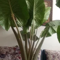 بابا آدم
