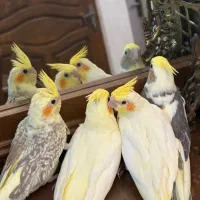 جوجه عروس هلندی|پرنده|تهران, نارمک|دیوار