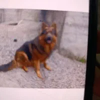 گمشده سگ خواهشاً التماس میکنم