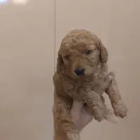 توله پودل مینی اصیل