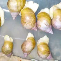 حلزون تعداد زیاد فقط دانه ای  پانزده هزار تومان