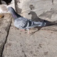 کبوتر جوجه دوبر جان آردن