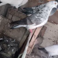 کبوتر پرشی|پرنده|لاهیجان, گلستان|دیوار
