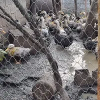 بوقلمون کیلویی۲۵۰۰۰۰هزار و اردک  دونه ای ۴۰۰|حیوانات مزرعه|لاهیجان, آهندان|دیوار