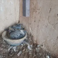 تعدادی کبوتر بومی و پلاکی بفروش می رسد|پرنده|ساوه, |دیوار