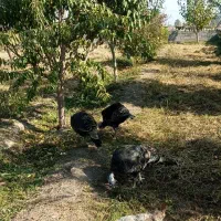 سه عدد بوقلمون یک ساله|حیوانات مزرعه|خوی, |دیوار