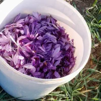 زعفران|خوردنی و آشامیدنی|تربت جام, جامی|دیوار