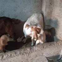 فروش میش و بز|حیوانات مزرعه|سمنان, |دیوار