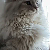 واگزاری ۲عدد گربه