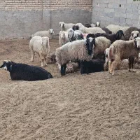 بره نر|حیوانات مزرعه|مرودشت, شهرک مهدیه|دیوار