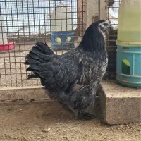 مرغ امپراطور یا برهما