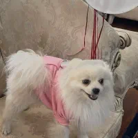 یک عدد سگ نر پامرین|سگ|کرج, عظیمیه|دیوار