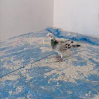 تعدادی کفتر پرشی